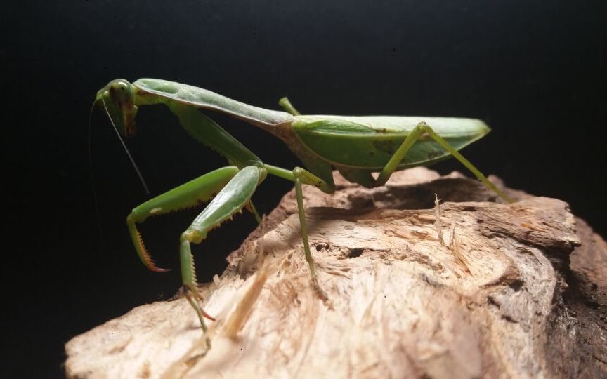 【收个残血】台湾斧螳 捕食华刀_哔哩哔哩 (゜-゜)つロ 干杯~-bili