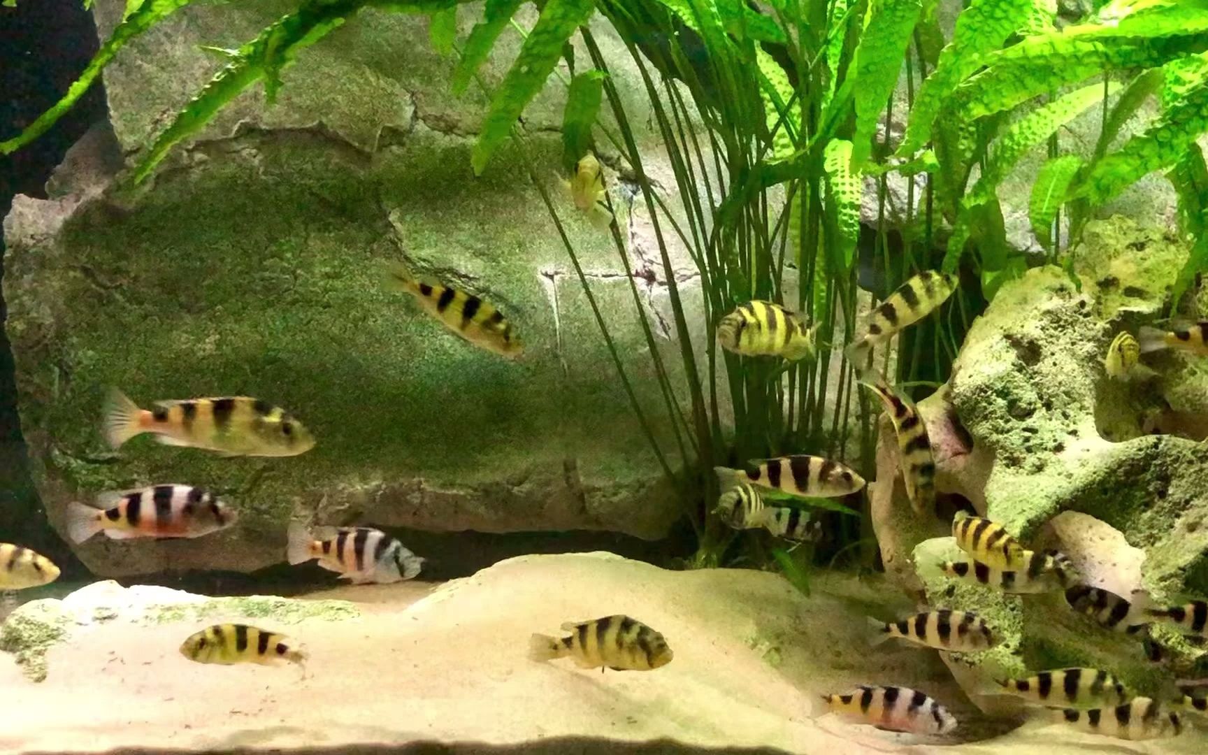 斑马天使 维鲷三湖慈鲷热带鱼观赏用原生鱼