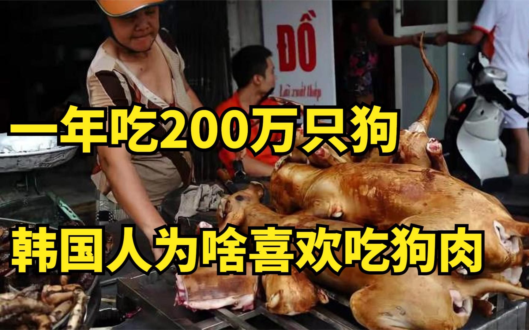 一年吃掉200万只狗,长达几个世纪狗肉习俗,韩国人为啥喜欢吃狗肉?哔哩哔哩bilibili