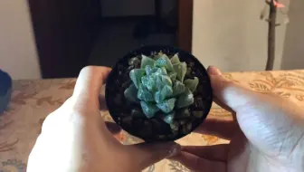 晾好的玉露怎么发根 一包水苔搞定 哔哩哔哩 Bilibili 晾好的玉露怎么发根 一包水苔搞定 哔哩哔哩 Bilibili