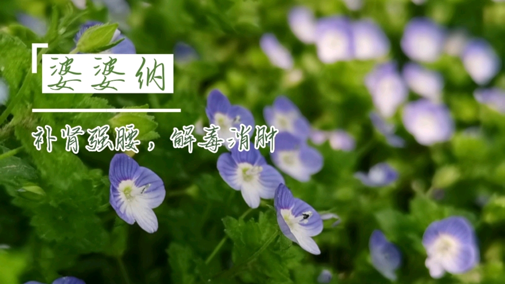 婆婆纳,来自一个美丽的传说