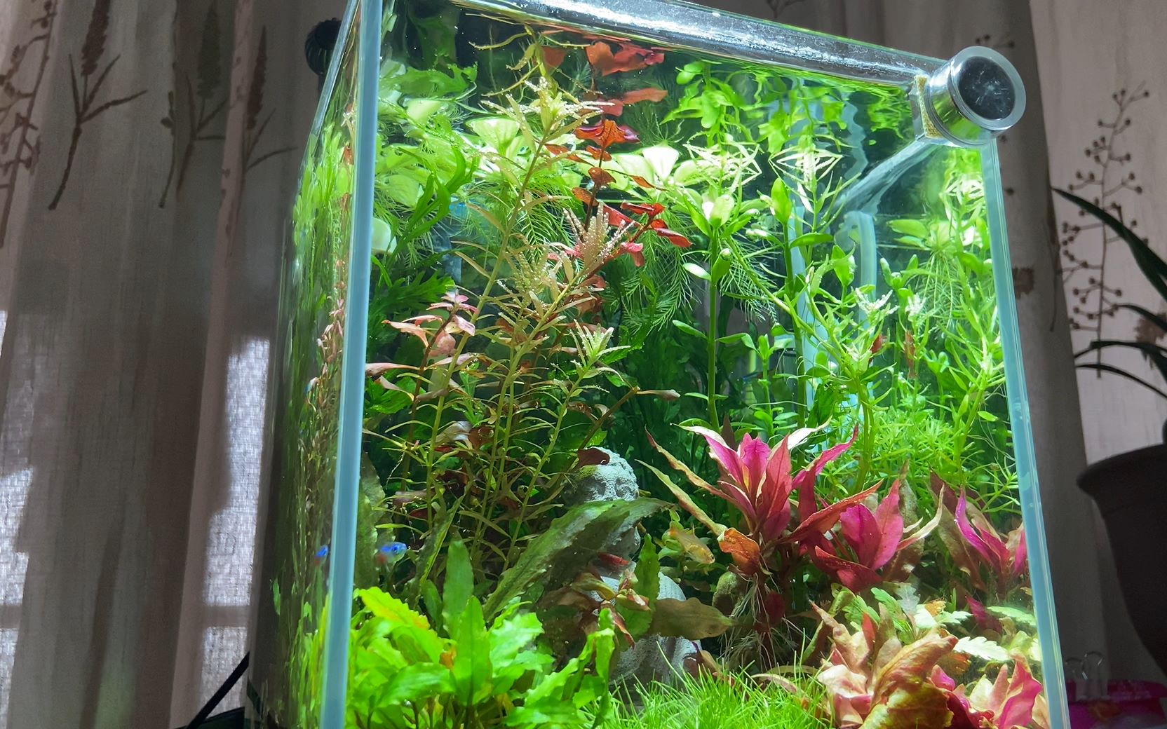 活动作品草缸4k失落的世界mylostworld山寨版