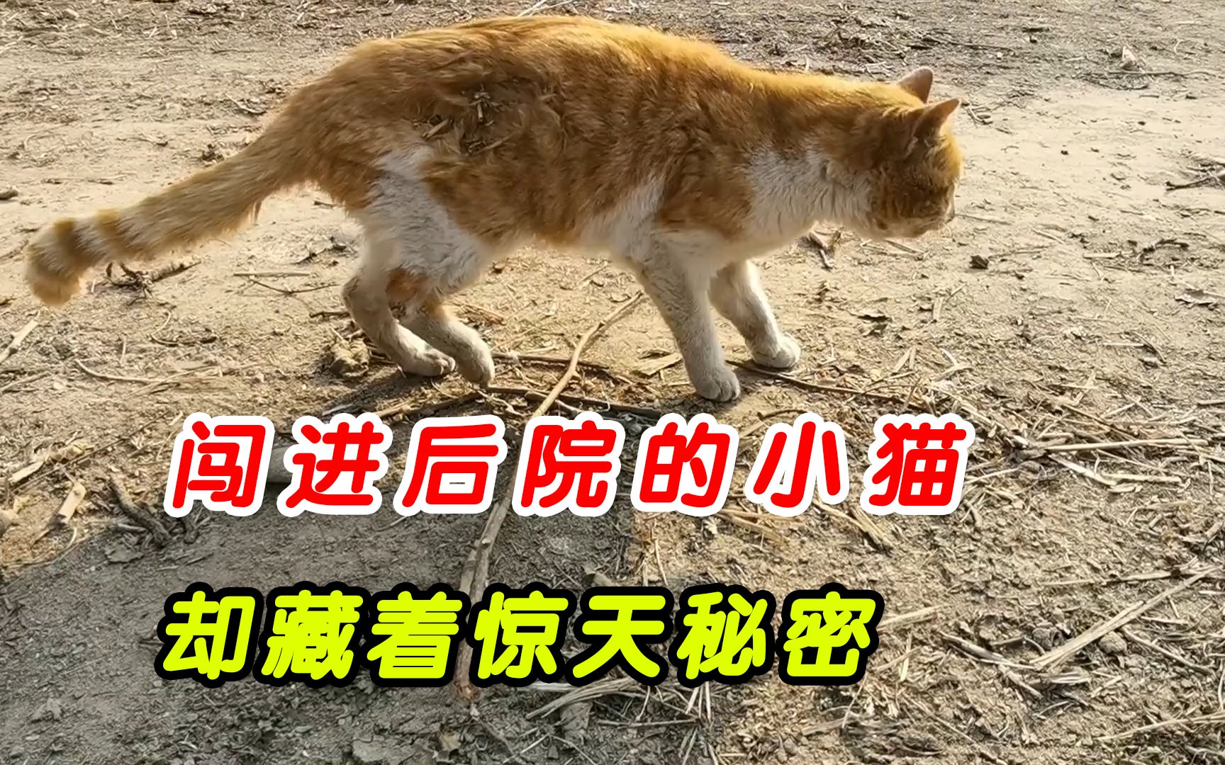 [图]流浪猫闯进后院，外表帅气迷人的猫，却藏着一个大秘密！