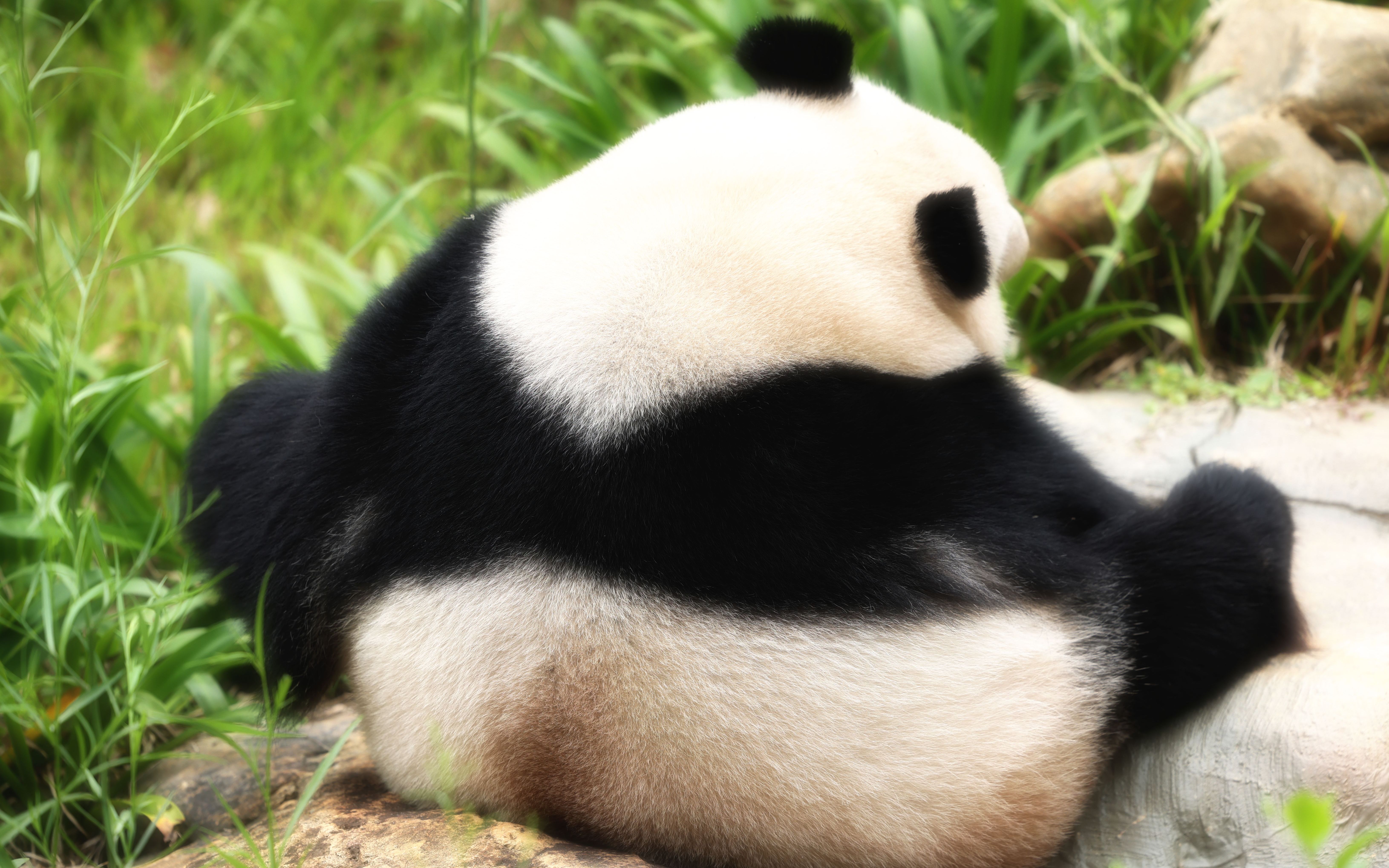 【4k120p】熊猫入眠 【佳能r5 rf70200】