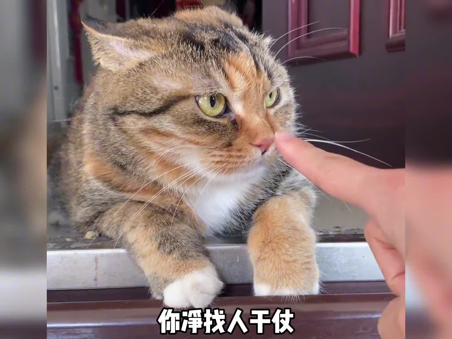 盘点被女主人教训的猫,它们好像不是很服气