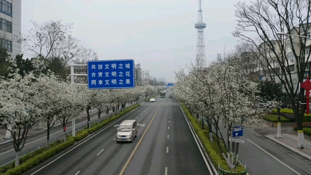 漯河梨花大道,摇摇洁白的树枝,花雨满天飞扬.配乐《人世间》主题曲