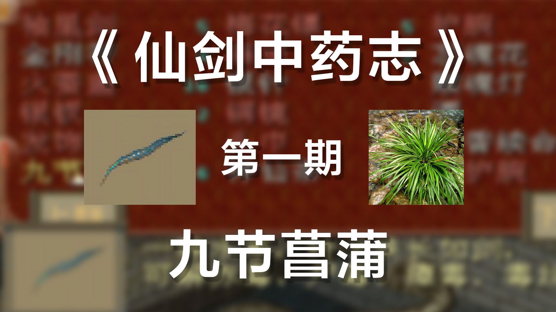 【浙江中医药大学药学院】中药学作业——《仙剑中药志》第一期:九节菖蒲哔哩哔哩bilibili