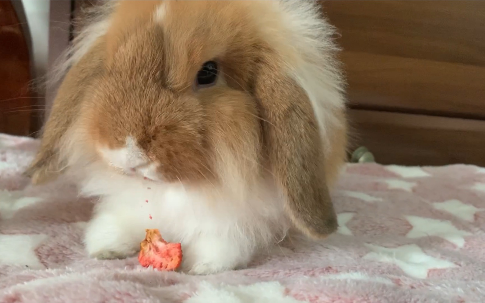 兔子特别馋草莓