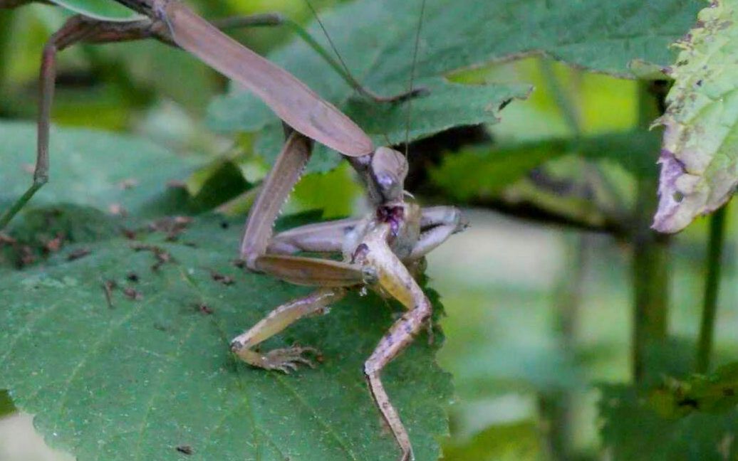 螳螂活吃青蛙不顾青蛙感受从后背开啃小口细嚼慢咽油转