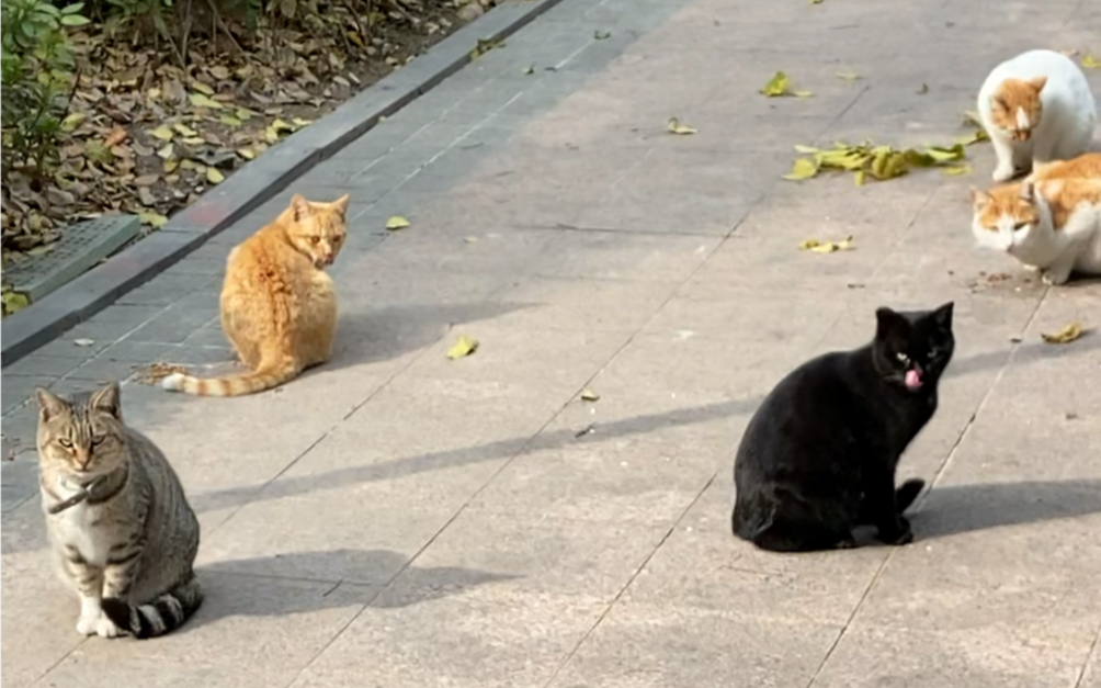 [图]黑猫白猫，碰到我都得跑