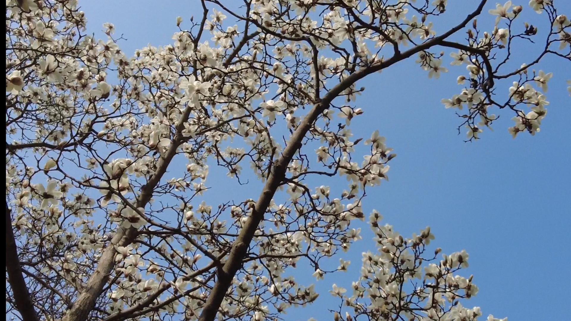 [图]南翔古猗园赏花赏景——正片01