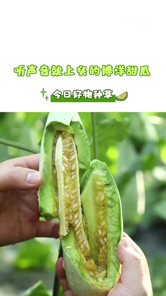 甜瓜界的“脆王”——博洋甜瓜来啦!哔哩哔哩bilibili