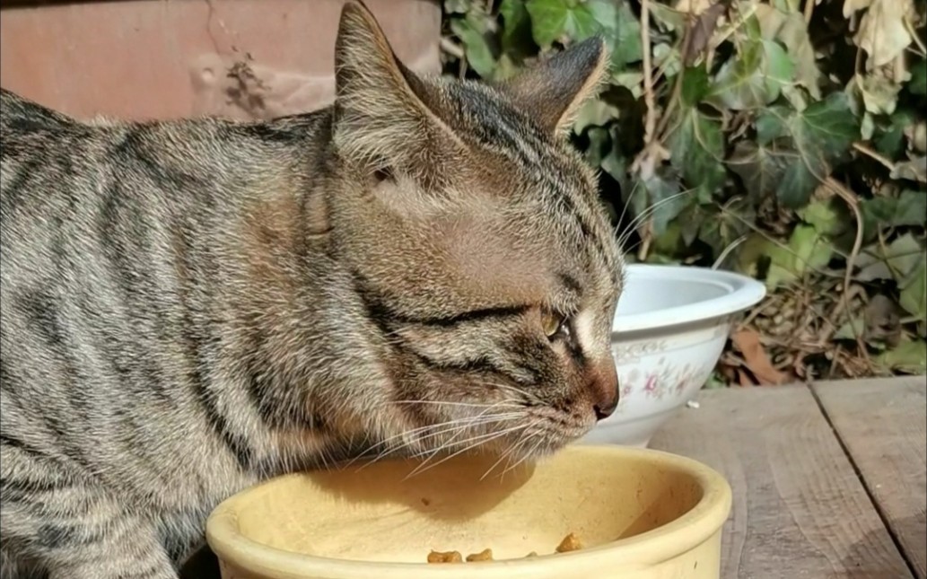 花园里的故事一个有家却吃不饱饭的小狸子