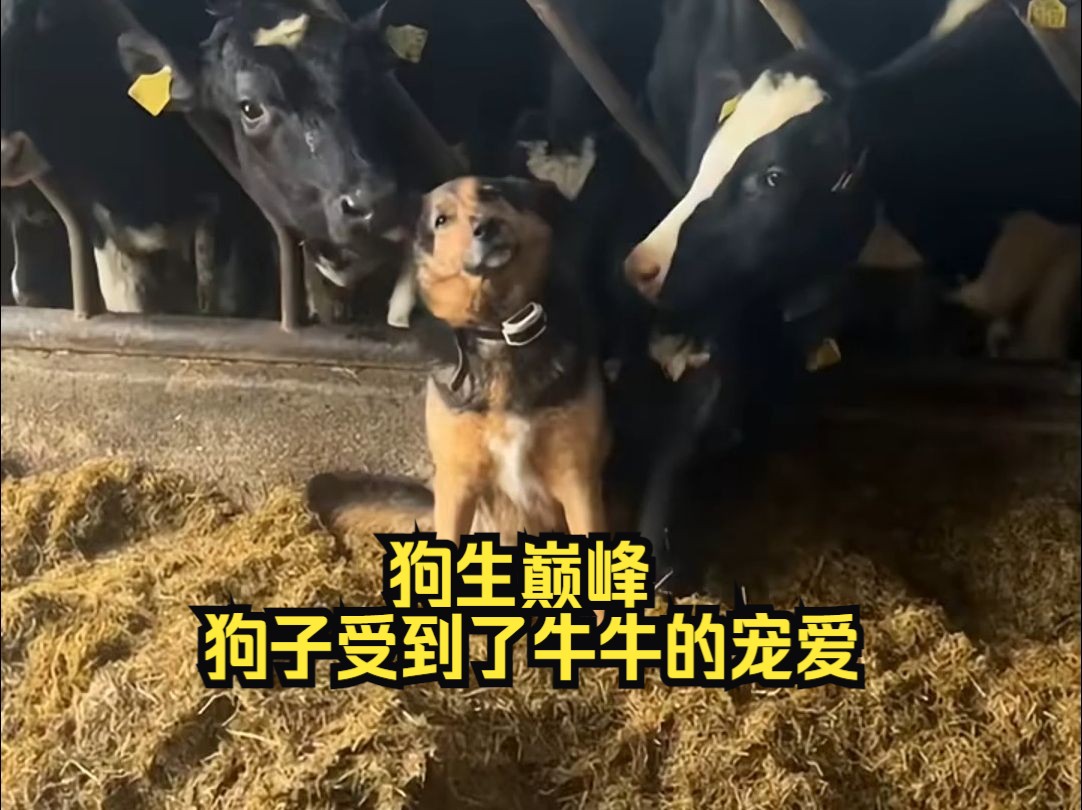 狗生巅峰 狗子受到了牛牛的宠爱