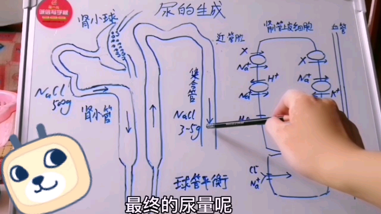 生理,肾小管重吸收氯化钠和水机制,和球管平衡原理哔哩哔哩bilibili