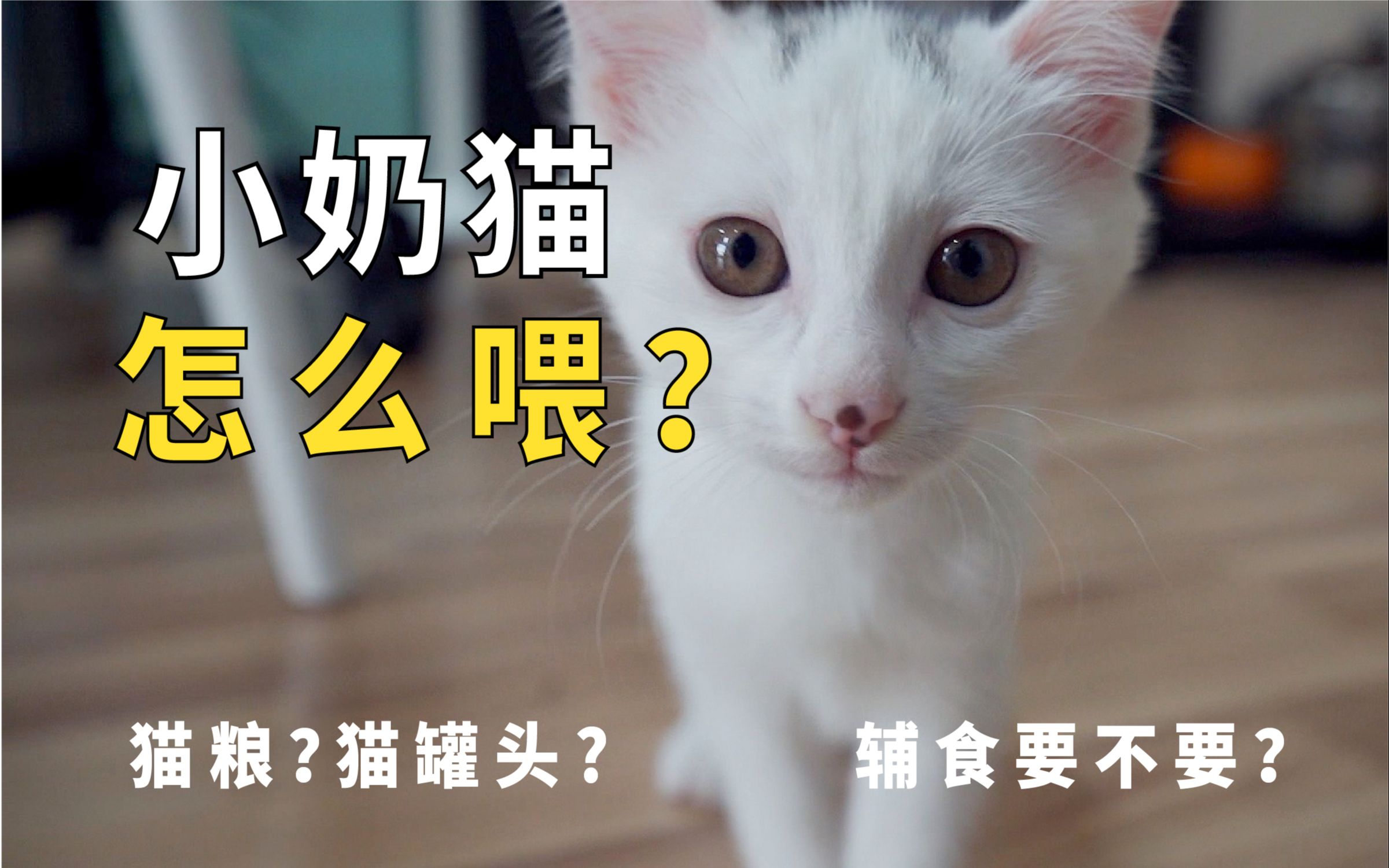 12个月的小奶猫如何喂养?断奶后给吃什么?我们家的幼猫初成长!哔哩哔哩bilibili