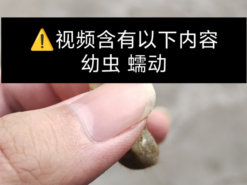 金龟子幼虫的用途图片