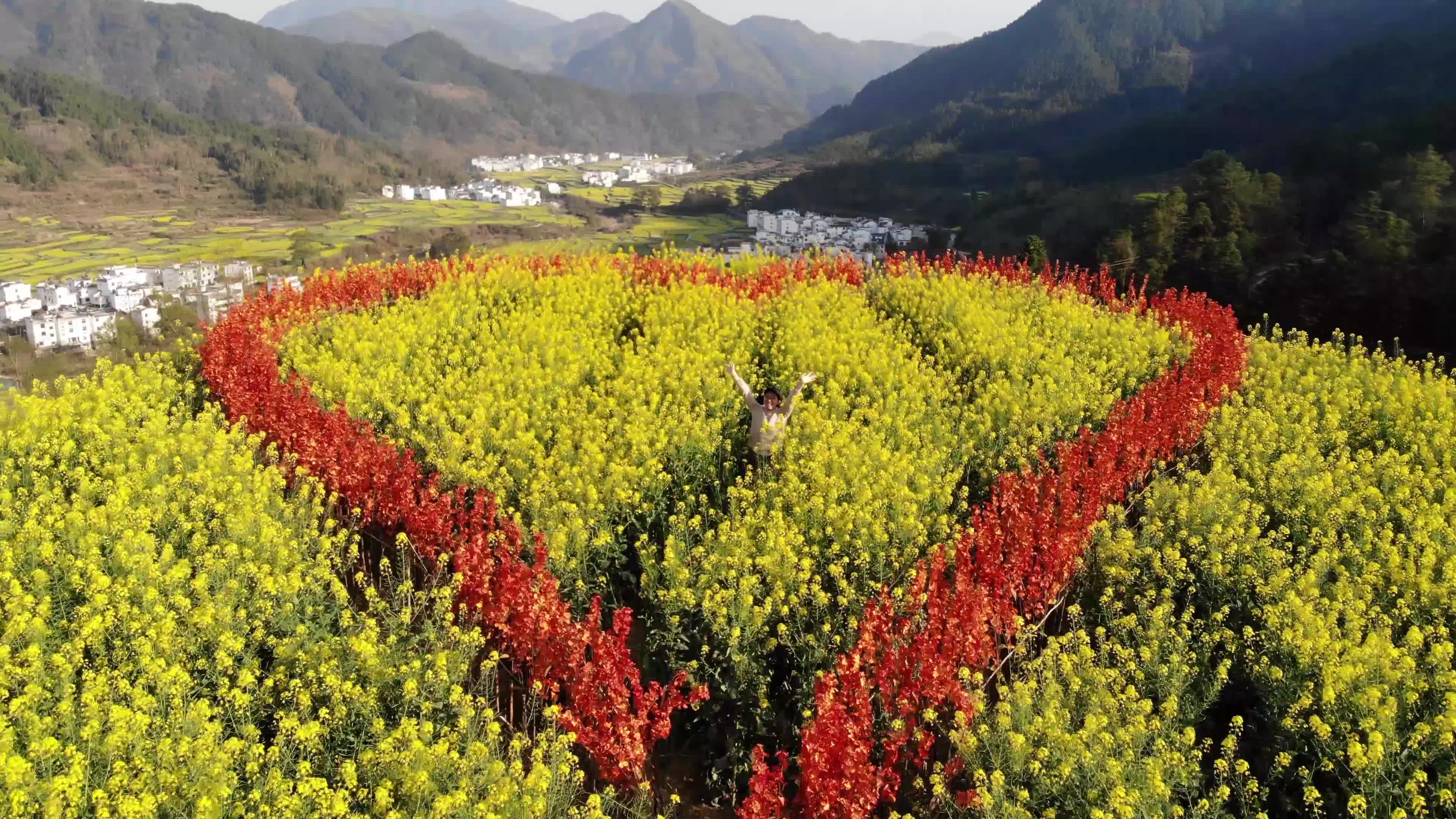 2020江西婺源的油菜花