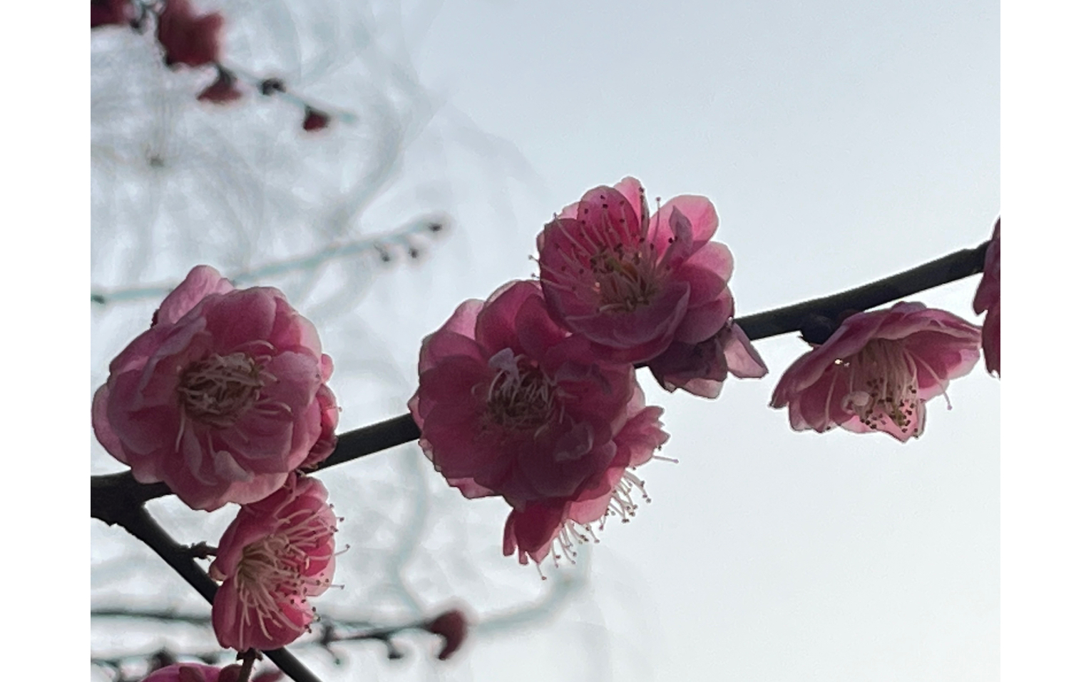 無意苦爭春,一任群芳妒.梅開二度之橘子洲梅園與美女姐姐賞梅