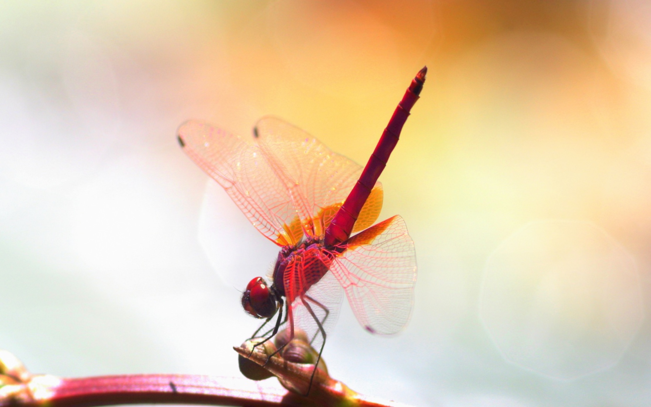 攝影作品 紅色蜻蜓