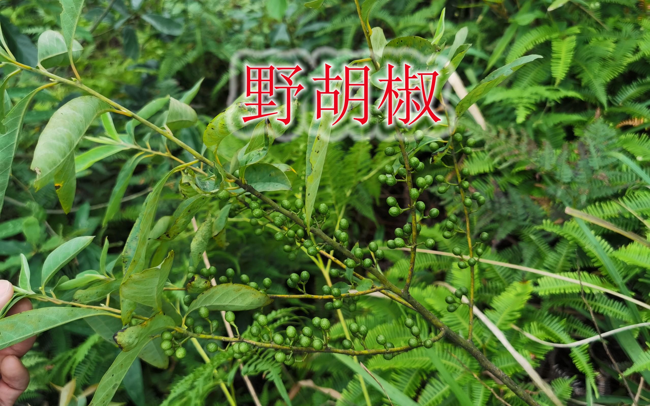 天然驱蚊植物“野胡椒”,学名“山鸡椒”,果实榨油香料食用哔哩哔哩bilibili