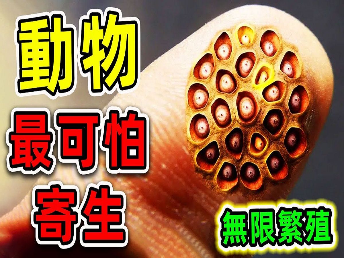 [图]全世界最可怕的10种寄生生物，碰一碰就会长满全身，第一名能无限繁殖_世界之最Top