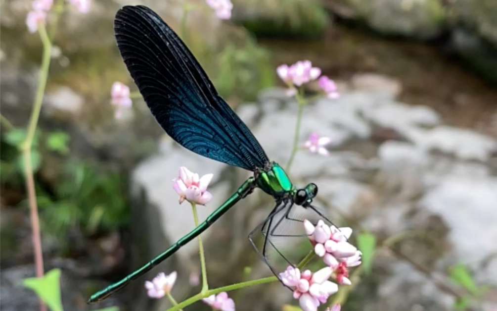 透顶单脉色蟌及生境