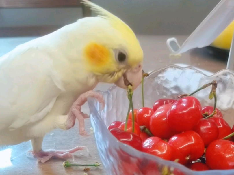 樱桃梗好吃吗?