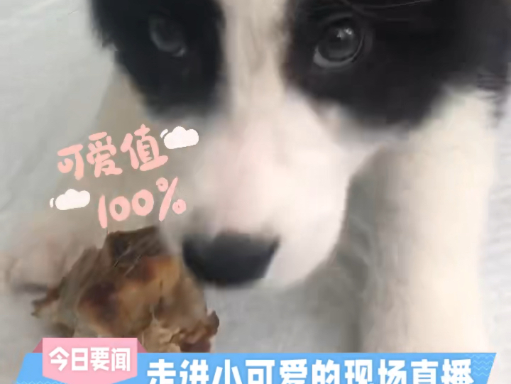 福贵第一次啃猪蹄儿