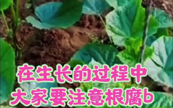 [图]【讲三农】小暑时节种哪些蔬菜你知道吗