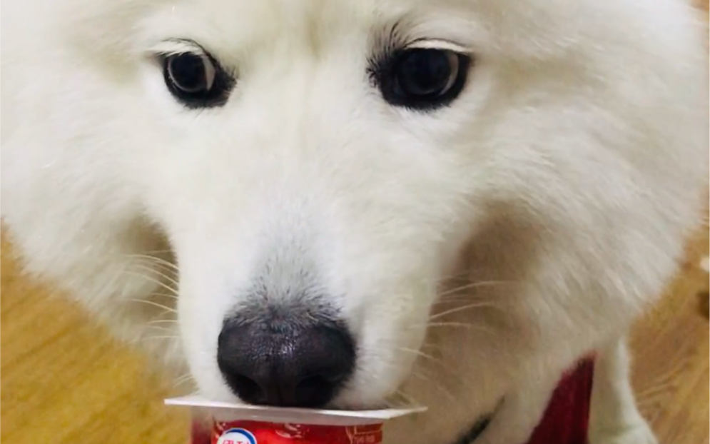 【红枣酸奶】狗子喝奶,主人舔盖.一把辛酸泪,养狗不易.