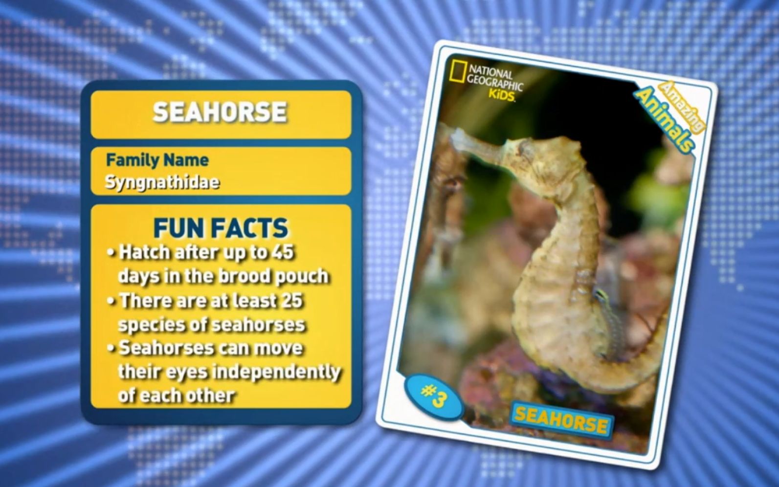 [图]Seahorse -Amazing Animals 神奇的动物