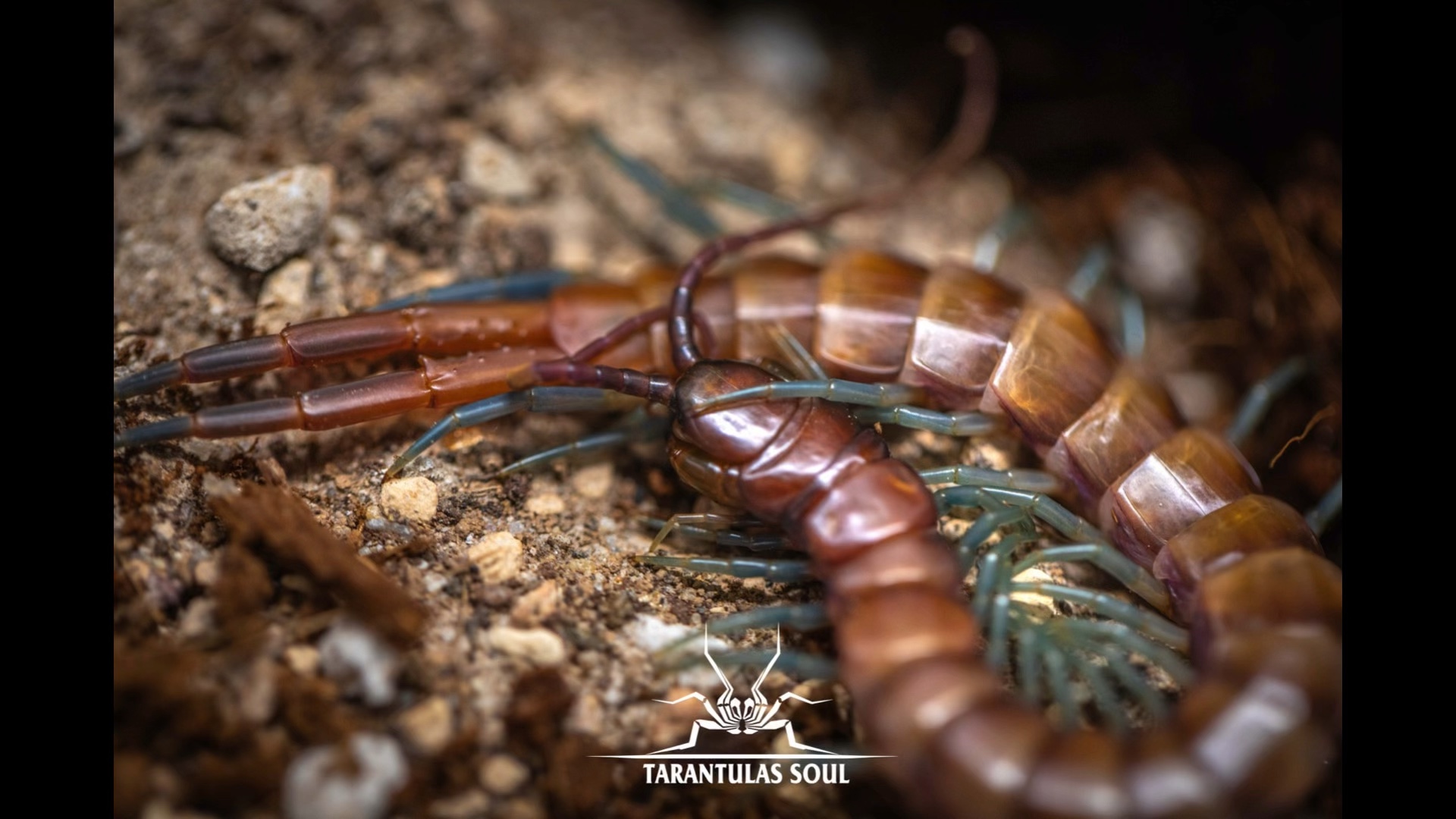 scolopendra valida 索科特拉鬼脚新蜕皮 写真