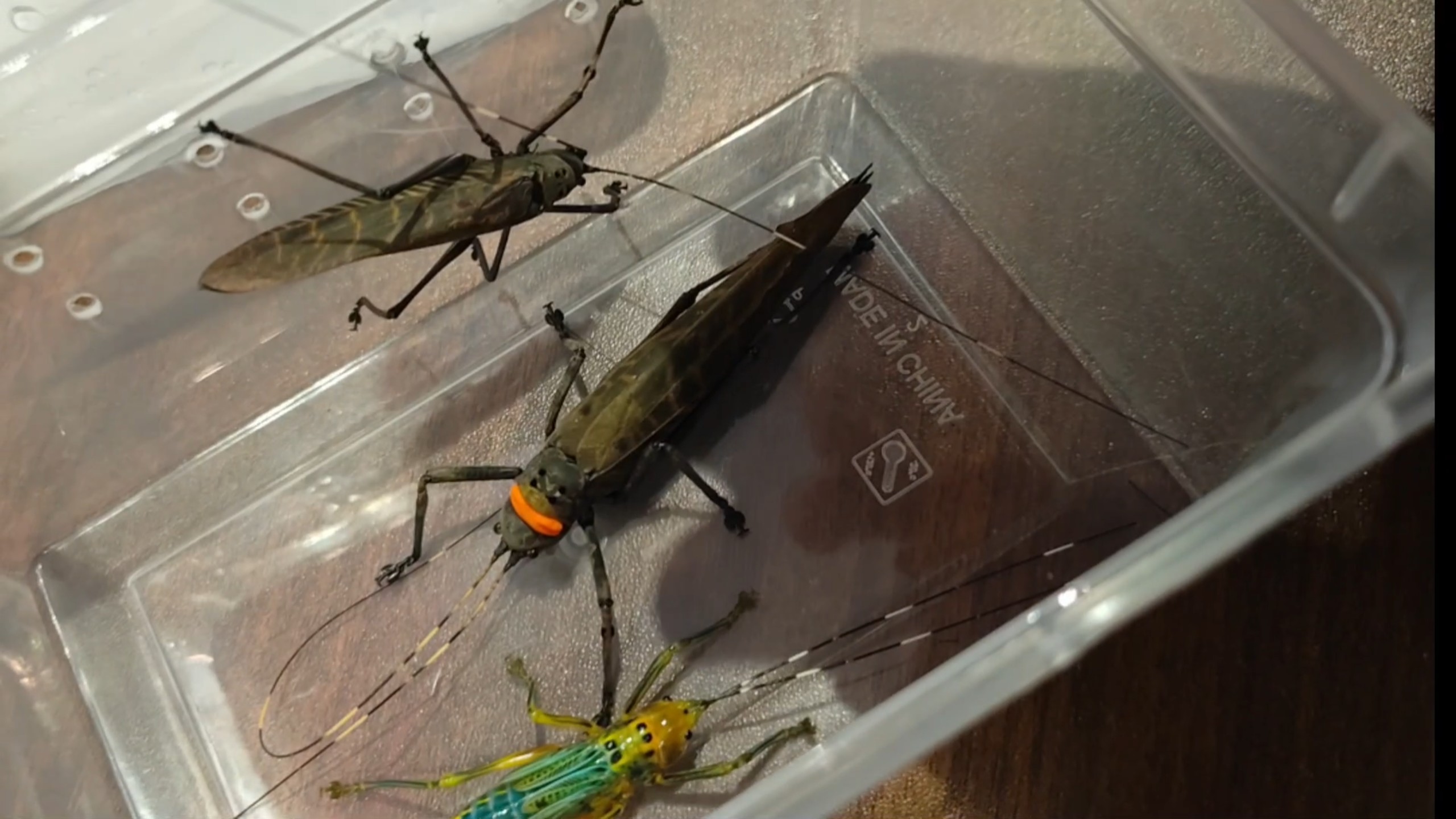 typhoptera quadrituberculata疹翅螽 特殊防御方式