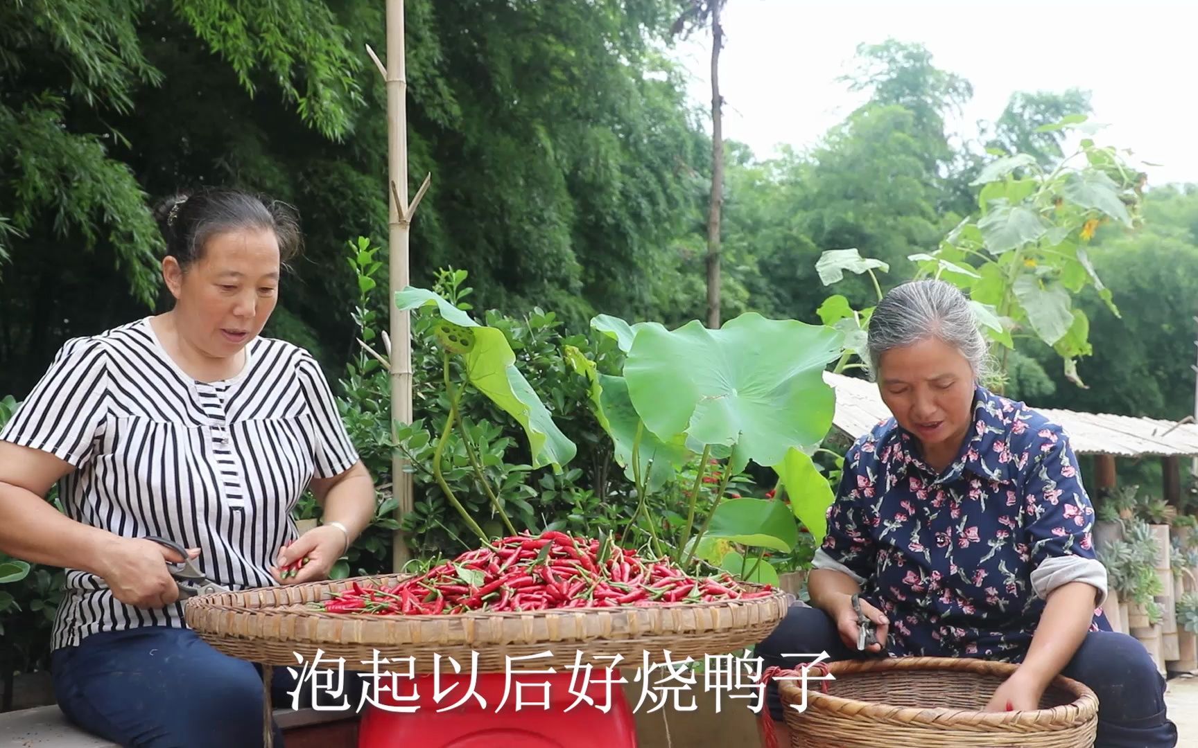 又是摘红辣椒的一天.是否回忆起小时候,摘不完,根本摘不完哔哩哔哩bilibili