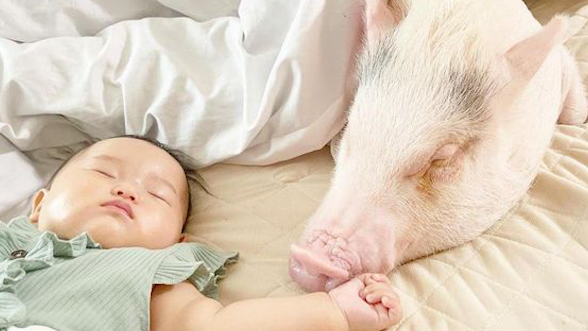 猪和人生下的孩子照片图片