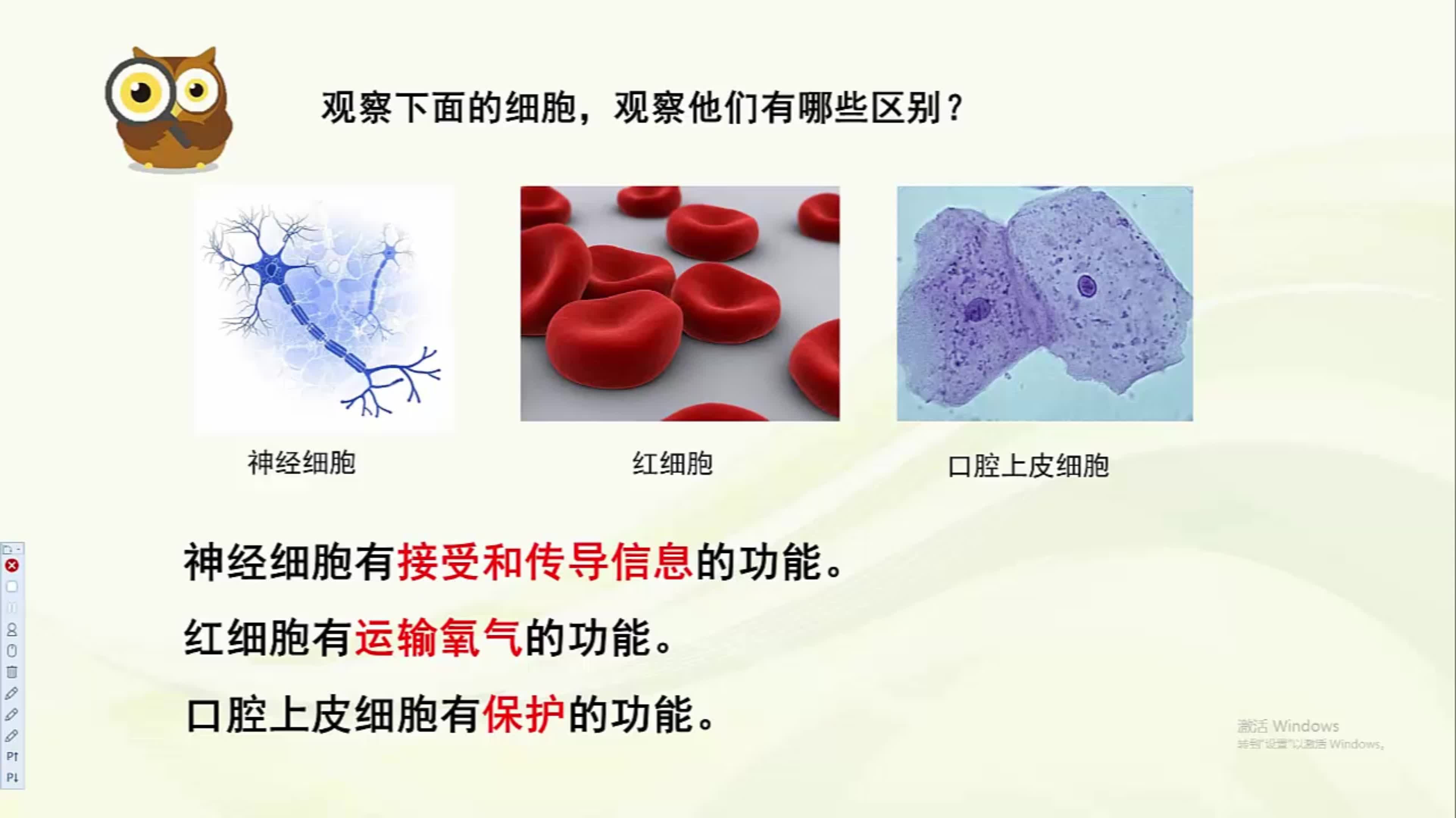 七年级上册知识点详解:细胞分化的概念哔哩哔哩bilibili