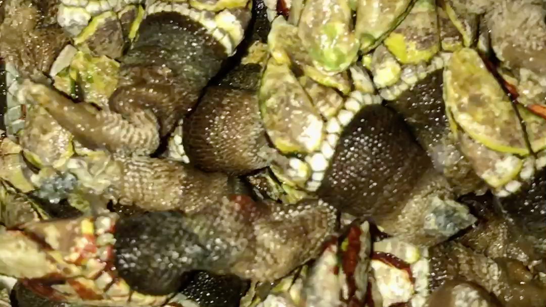 舌尖上的美食佛手螺将军帽观众姥爷先吃