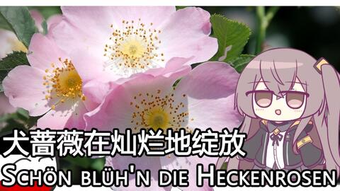 Schon Bluh N Die Heckenrosen 犬蔷薇在灿烂地绽放 世界依然美好 因为女孩不止一个 哔哩哔哩 Bilibili