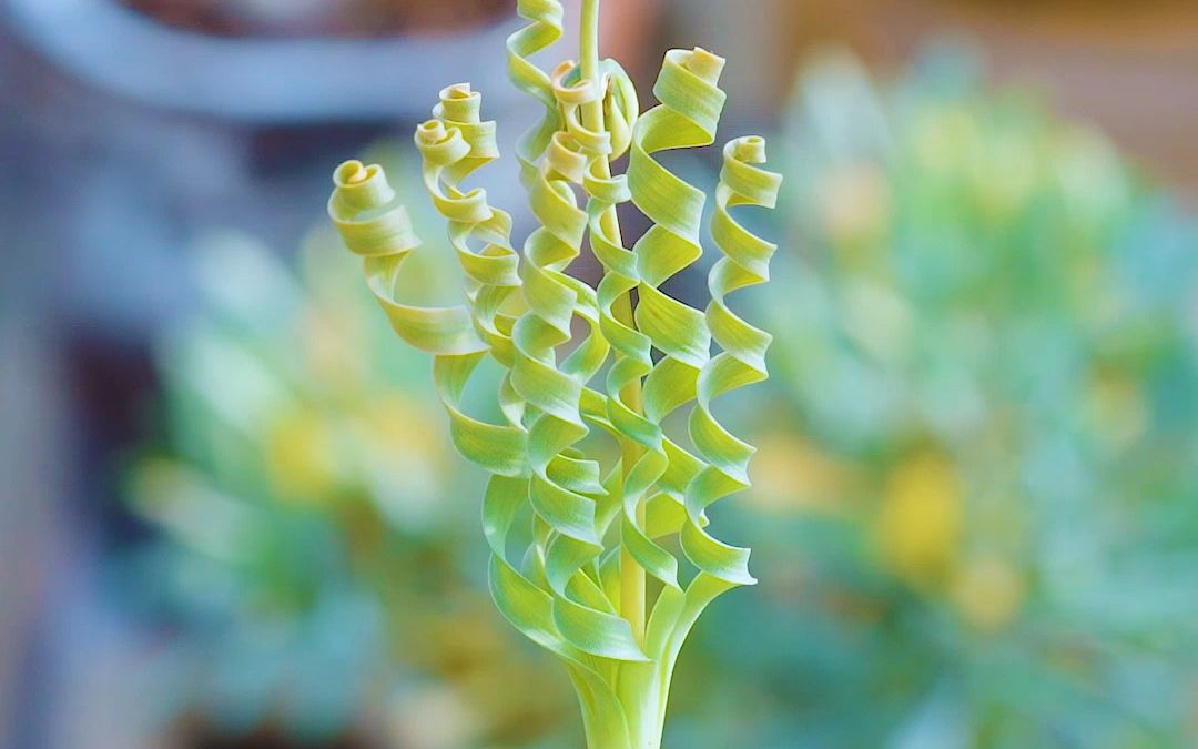 宽叶弹簧草 ornithogalum apertum