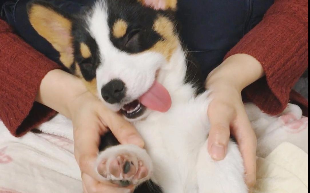 柯基宝宝miko梦游版的海草舞_哔哩哔哩_bilibili