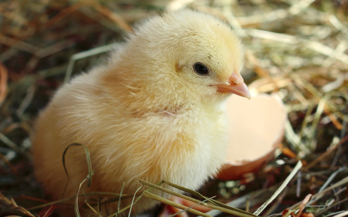 云顶沙漠剑黄鸡,游手好闲到处指指点点