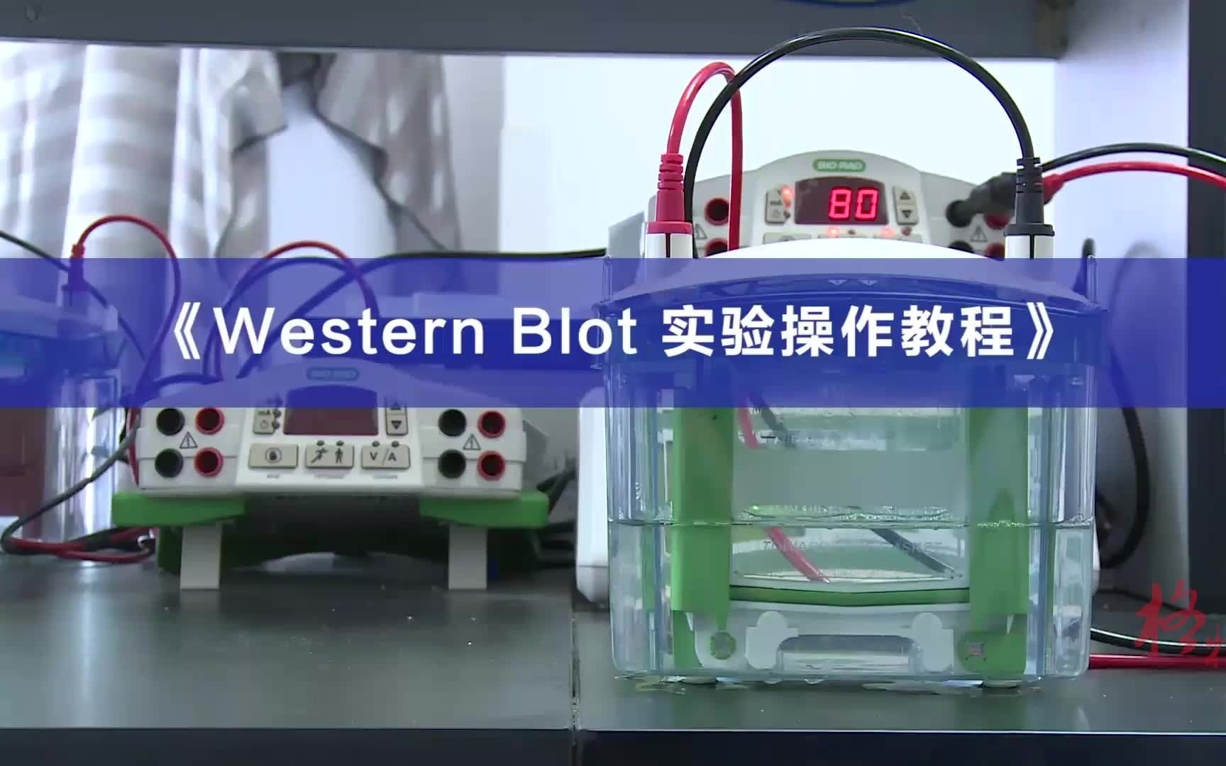 Western Blot 标准实验操作流程丨SOP哔哩哔哩bilibili