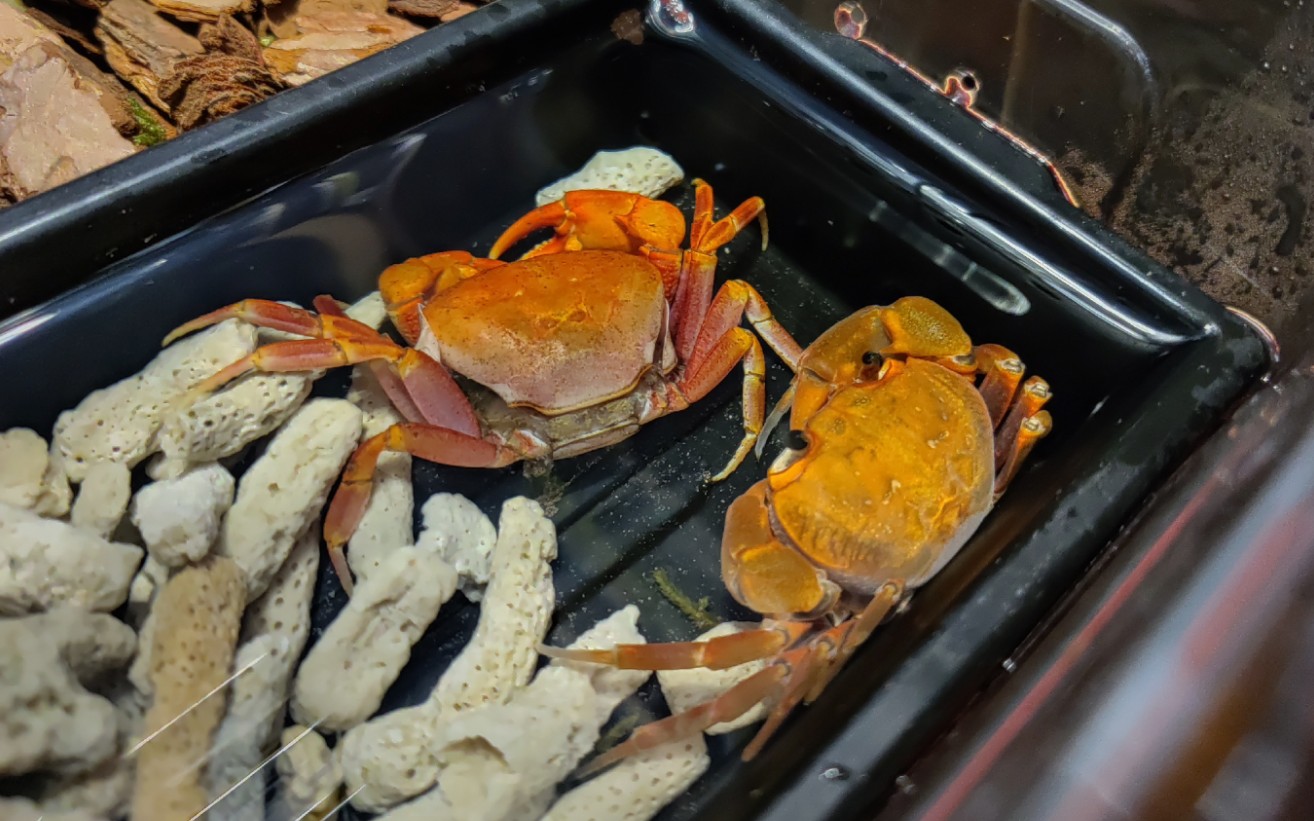 香港南海溪蟹脱壳啦