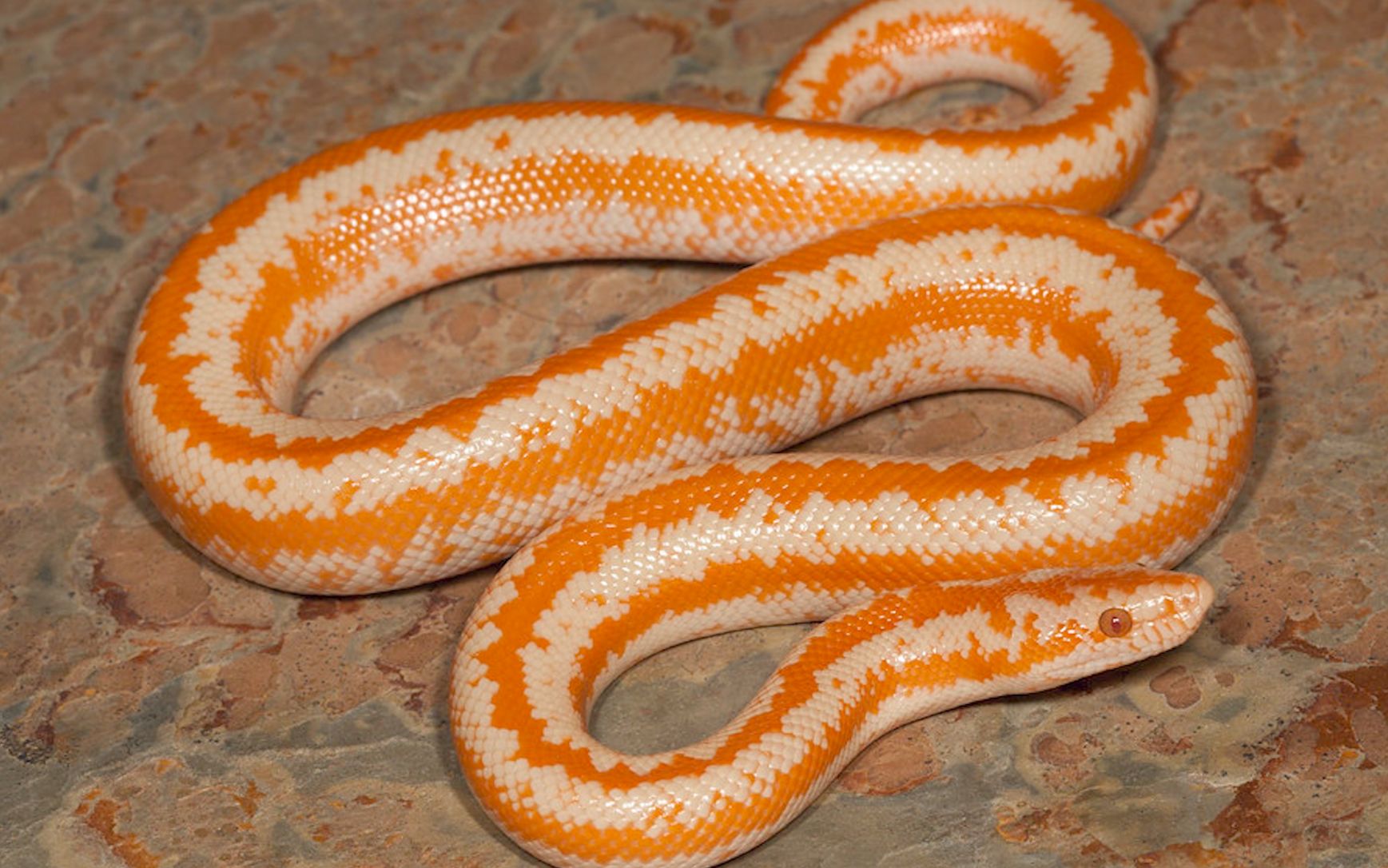 绞杀之巅-巨蛇时代?冈瓦那大陆破碎下的征服者-蚺(超)科