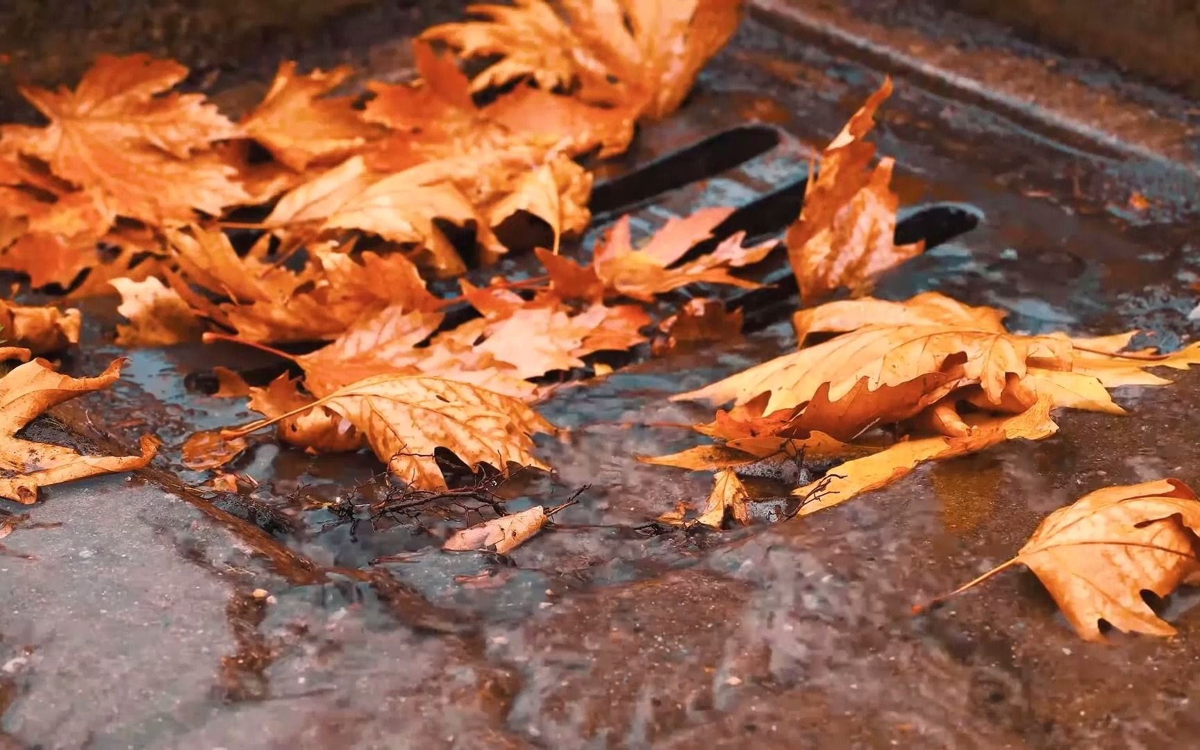 [图]秋雨视频素材