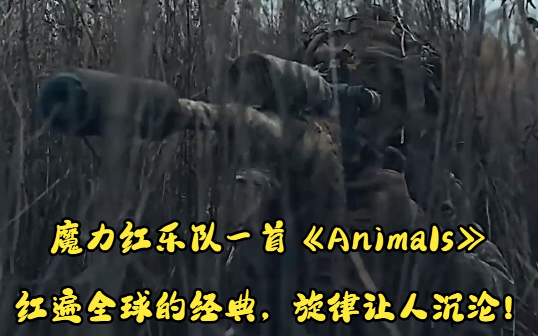 魔力红乐队一首《Animals》,红遍全球的经典,旋律让人沉沦!哔哩哔哩bilibili