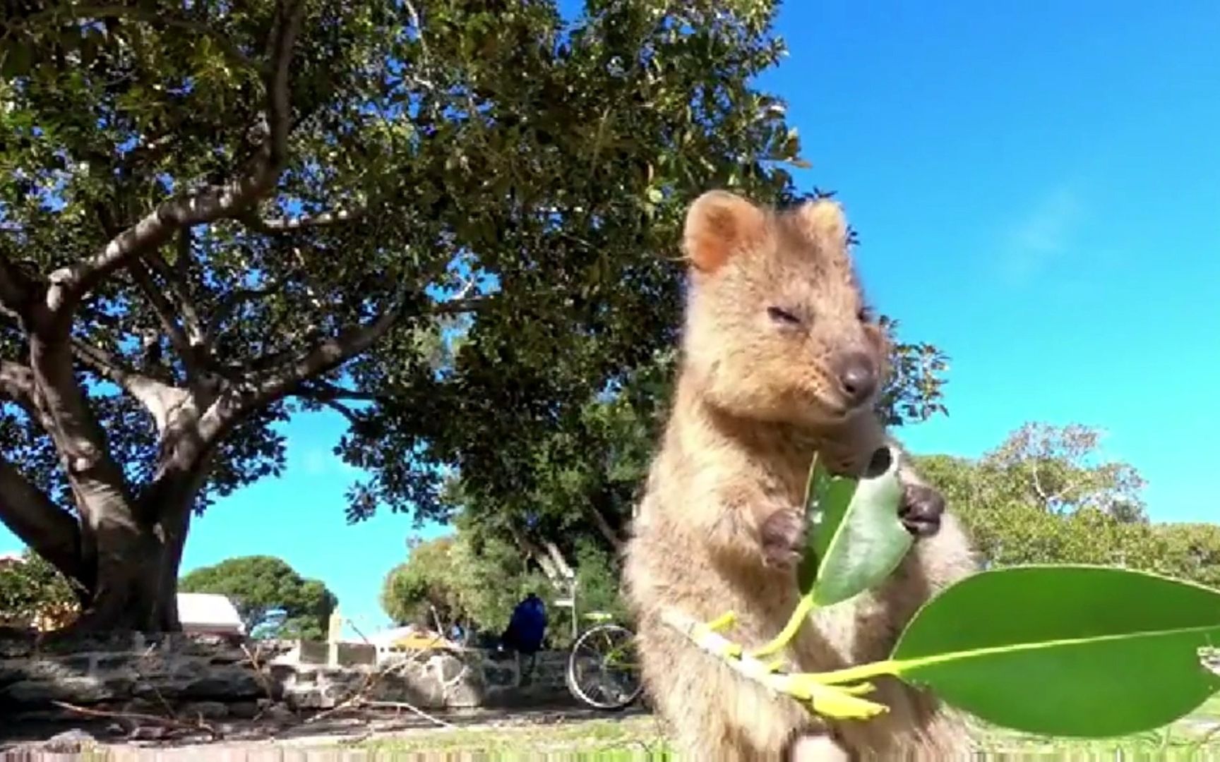 盘点那些卡哇伊的小动物们
