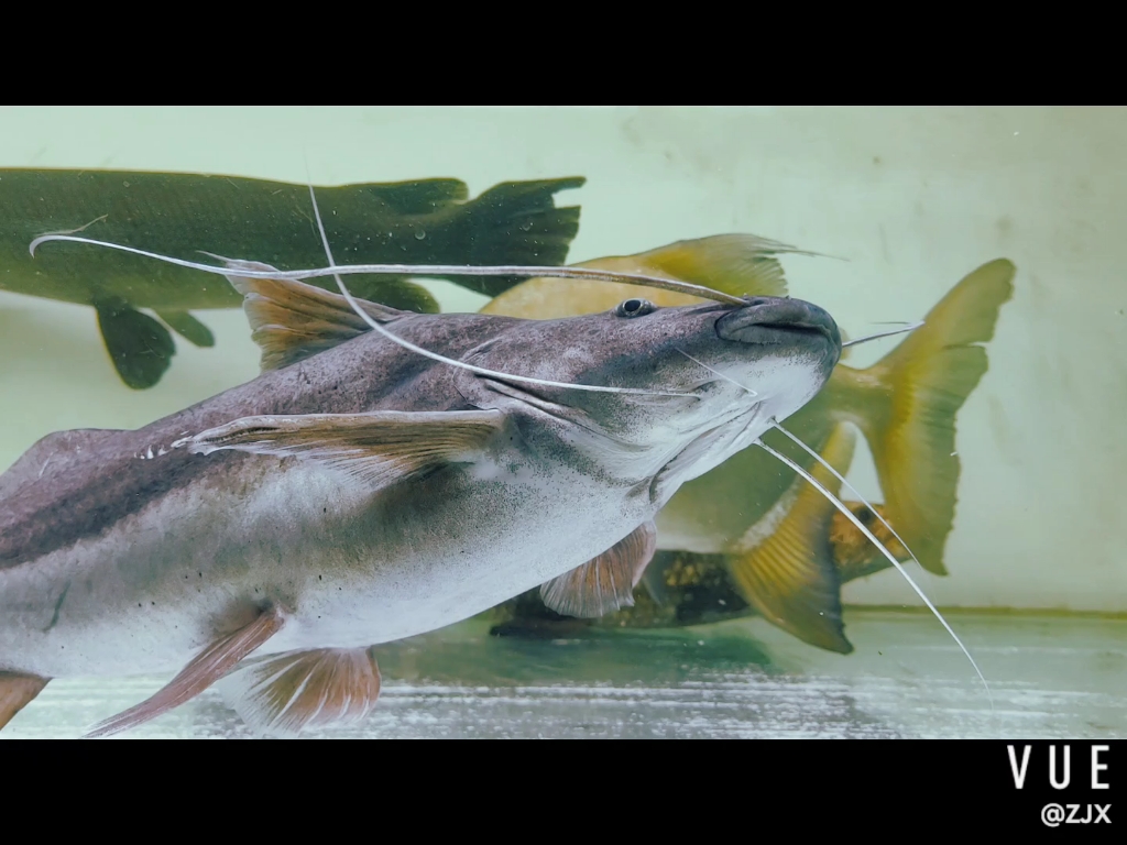 请不要在水里养猪———60cm苏里南蔚蓝提鸭嘴