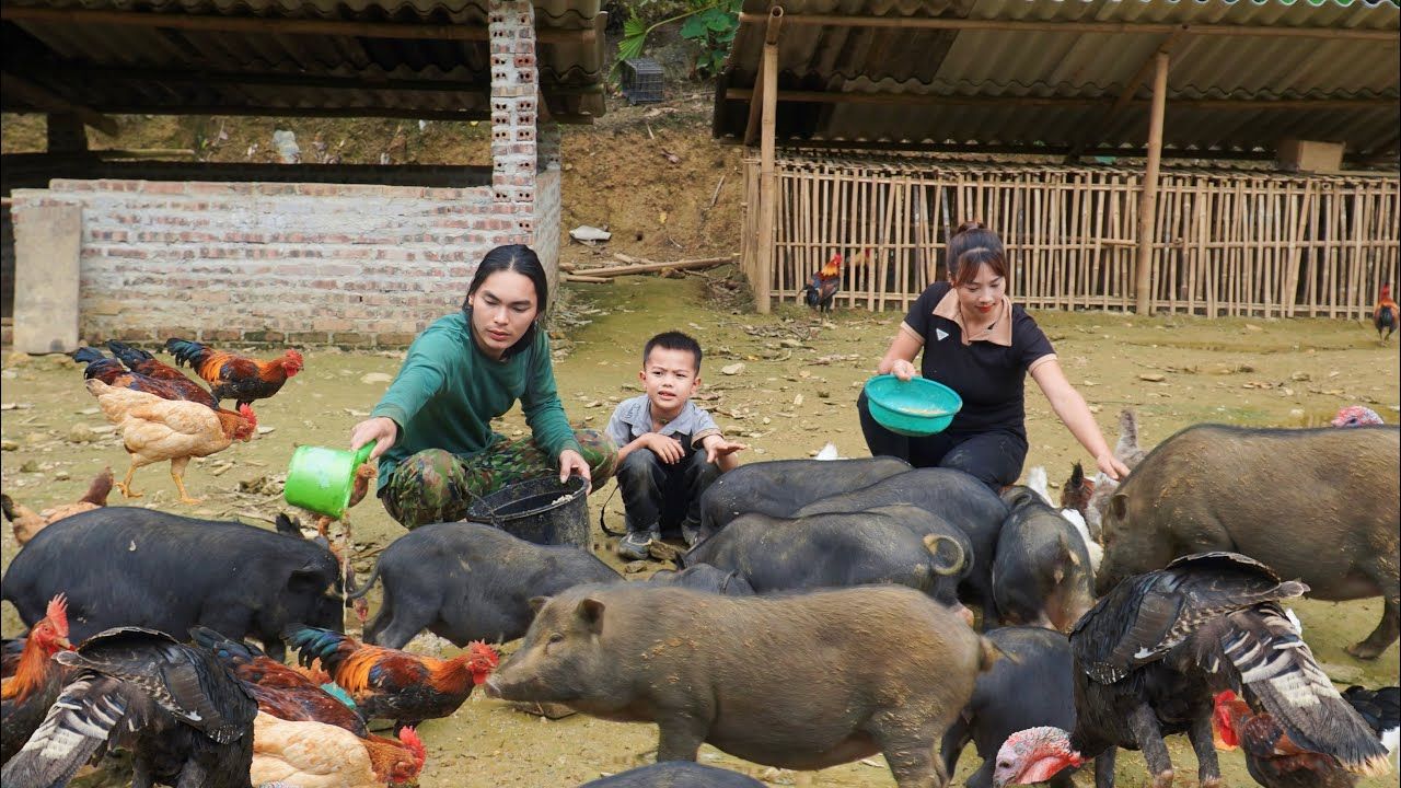 照顾农场小动物